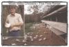 Picture of CHICKEN - WHOLE,  Ethical, Pasture-raised